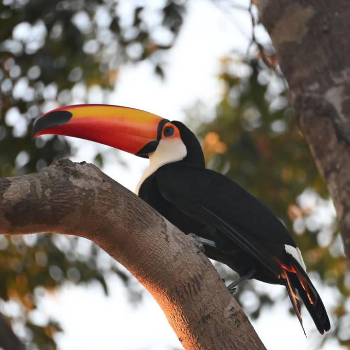 A striking toucan with a huge orange bill perches calmly on a tree branch in soft evening light.