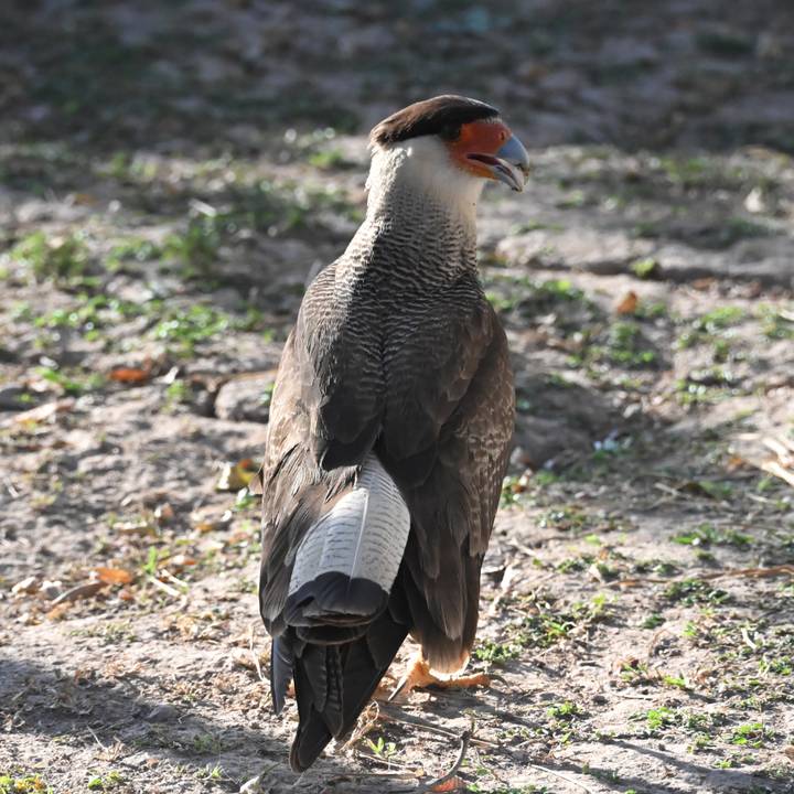 A large brown raptor stands on forest floor debris with its head turned, displaying barred tail feathers.