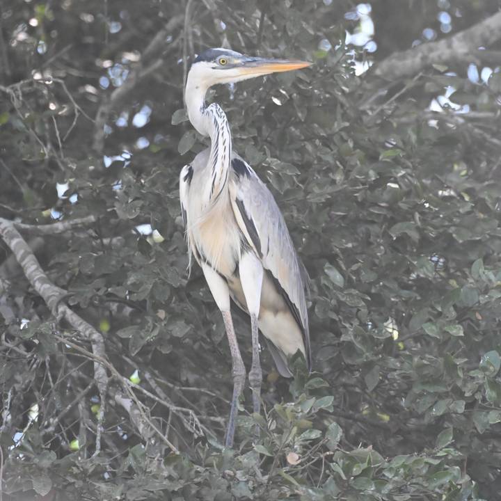A tall heron partially hidden among dense leaves, photographed through a hazy foreground.