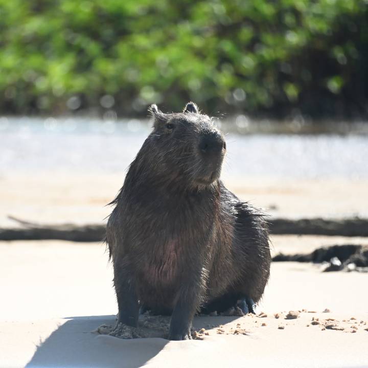 A solitary wet capybara sits on a sandy riverbank with blurred water sparkling behind.