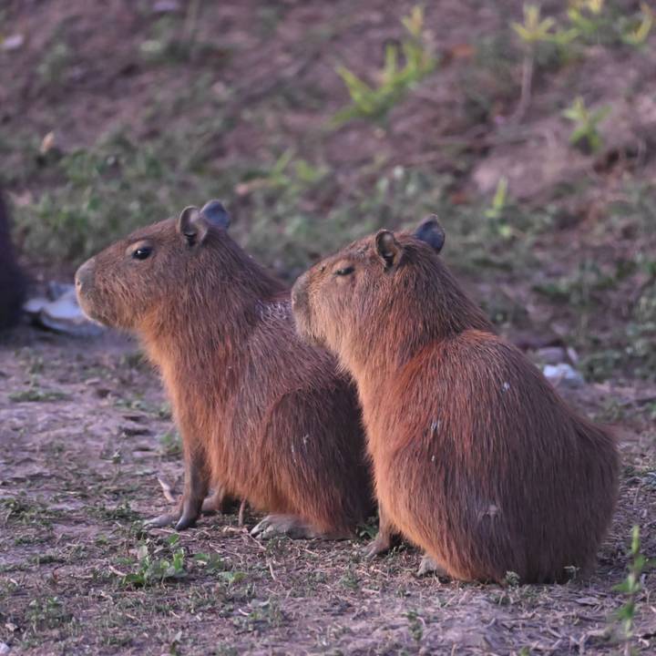 Two capybaras sit side by side on grassy earth during soft evening light.