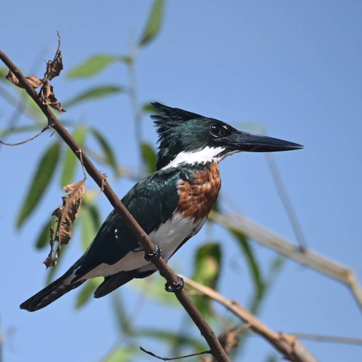 A green and white kingfisher with a spiky crest perches on a slender twig against a clear sky.