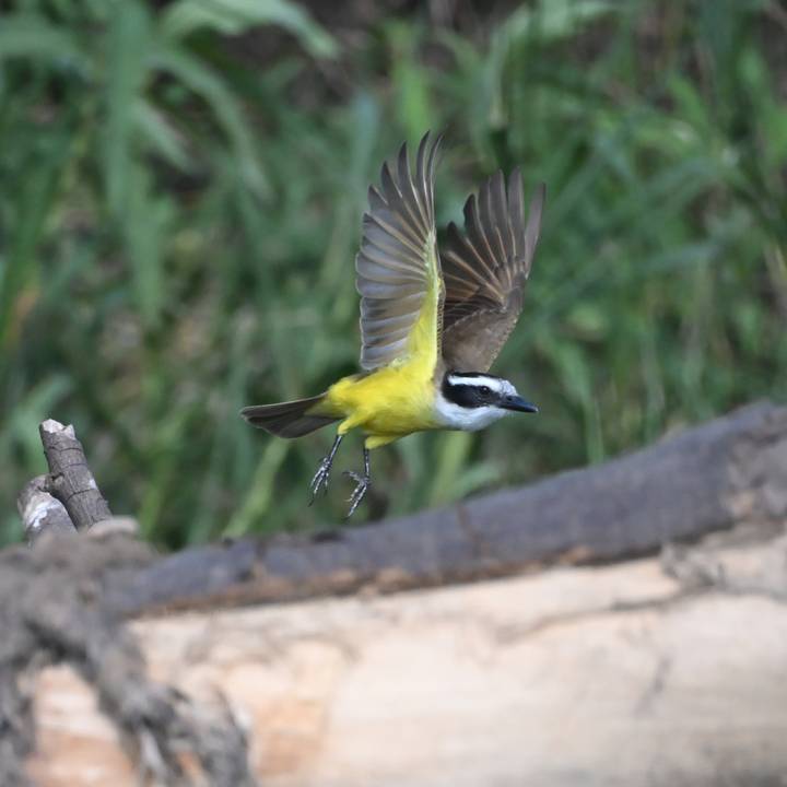 A yellow songbird caught mid-flight beside a fallen log with green grass in the background.