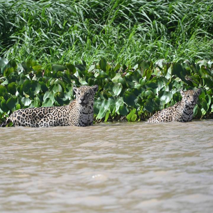 Two jaguars stand chest-deep in murky river water with lush green hyacinths behind them.