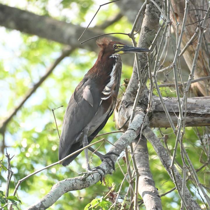 A rufous and white heron perches among tangled branches in dappled light.