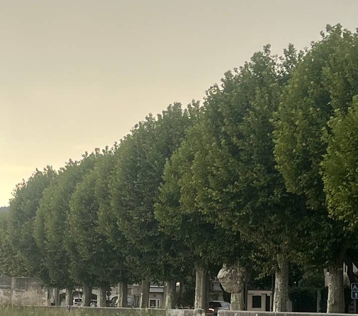 Row of tall leafy trees against a pale evening sky.