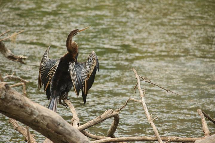 Cormorant-like bird spreads its wings while perched on a branch above a rippling river.
