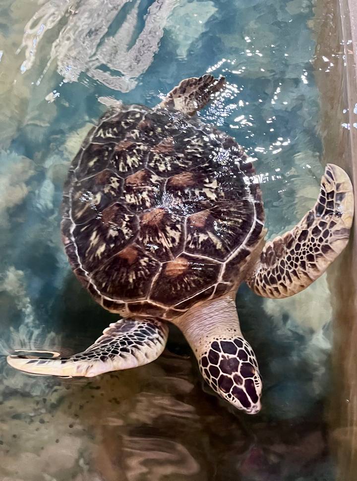 Sea turtle swimming in a rehabilitation tank viewed from above.
