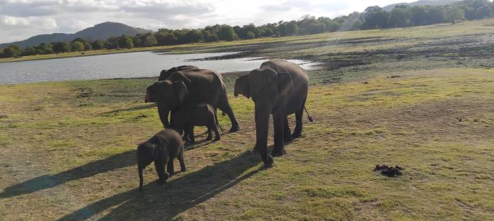 Family of elephants walking beside a waterhole on an open grassy plain under afternoon light.
