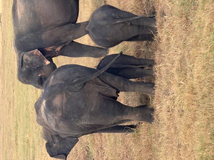 Adult Asian elephants shelter a tiny calf while standing on dry grassland.