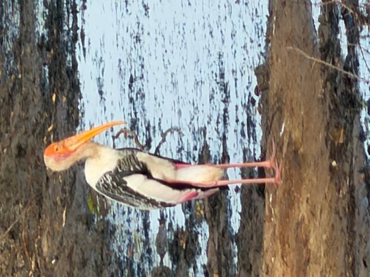 A painted stork stands at the muddy edge of a waterhole.