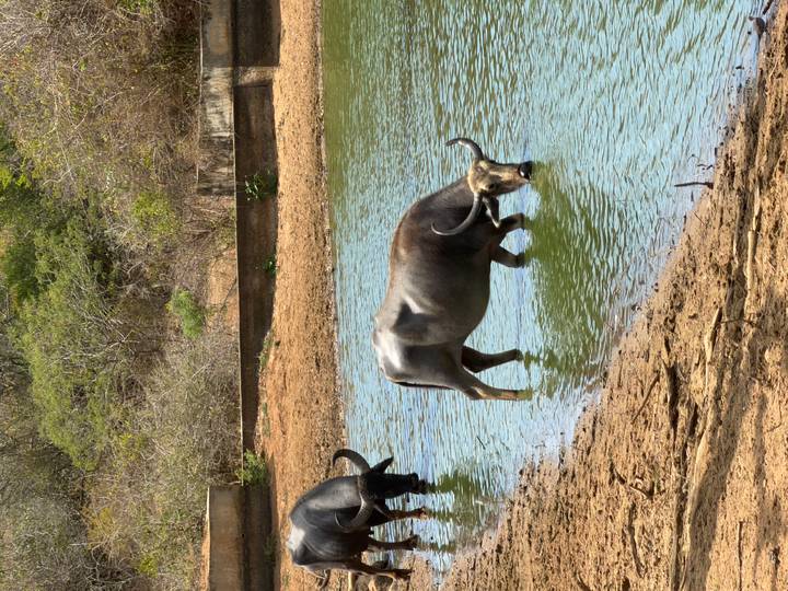 Water buffalo cool off while drinking from a calm green pond in a dry reserve.