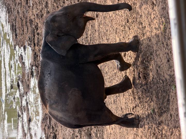 Side view of a solitary elephant walking over muddy terrain near a waterhole.