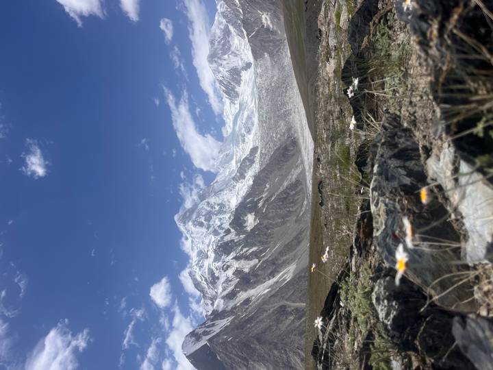 Snow-covered massif looming beyond an alpine meadow dotted with wildflowers and rocks.