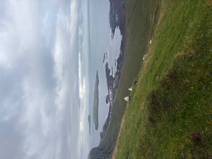 Expansive cliff-lined coastline and islands seen from a grassy hillside dotted with sheep.