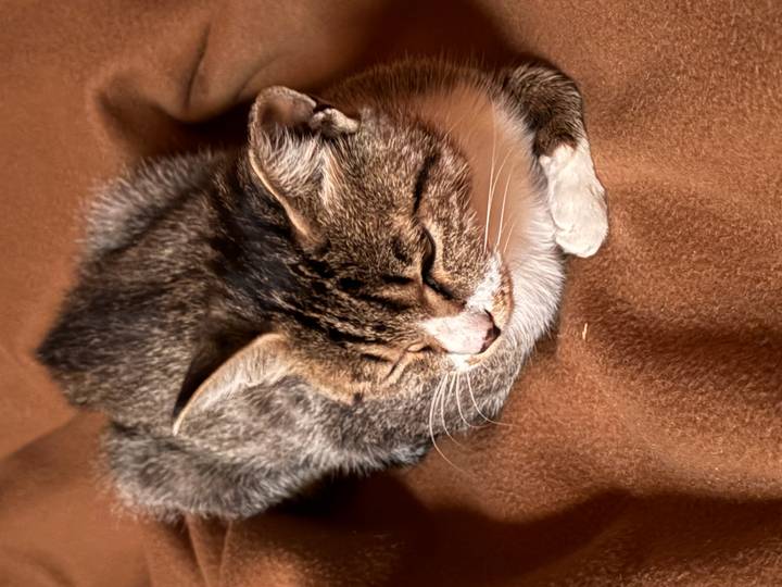 Close-up of a sleepy grey and white cat curled on a brown blanket.