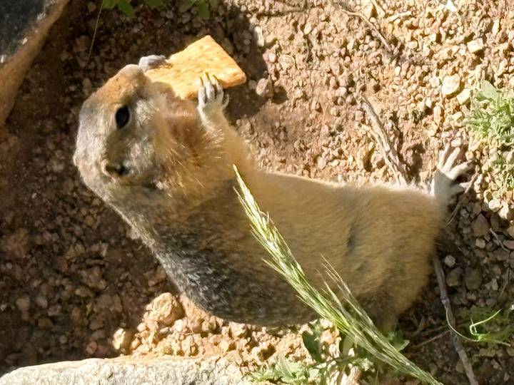 Ground squirrel stands upright nibbling on a cracker in dusty terrain.
