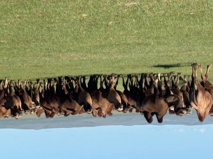 Large herd of Bactrian camels moves across a vast green steppe plain.