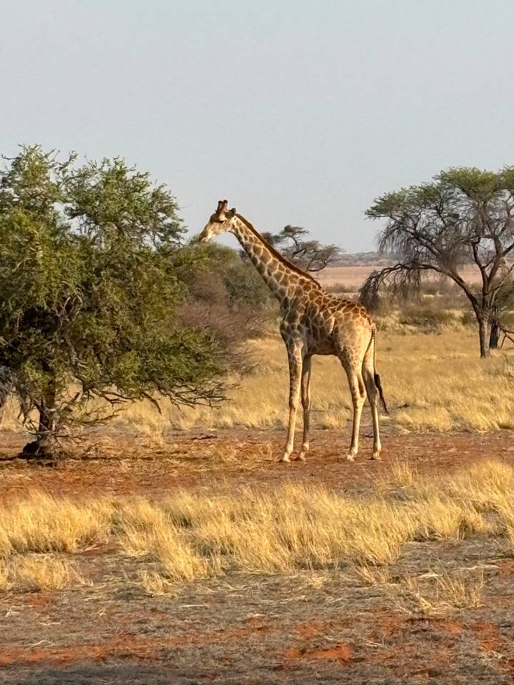 Giraffe browsing on an acacia tree in a dry Namibian savannah landscape.