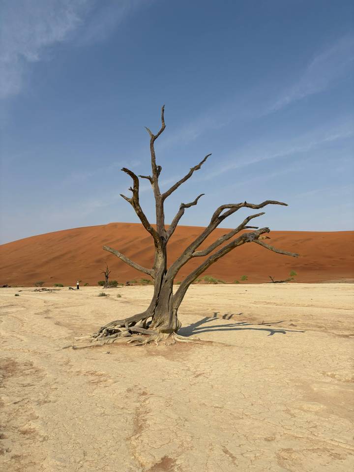 Iconic dead camel-thorn tree standing in the white clay pan of Deadvlei with towering red dunes behind.