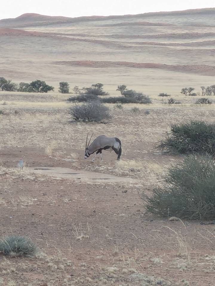Distant gemsbok grazing on sparse vegetation in an arid plain.