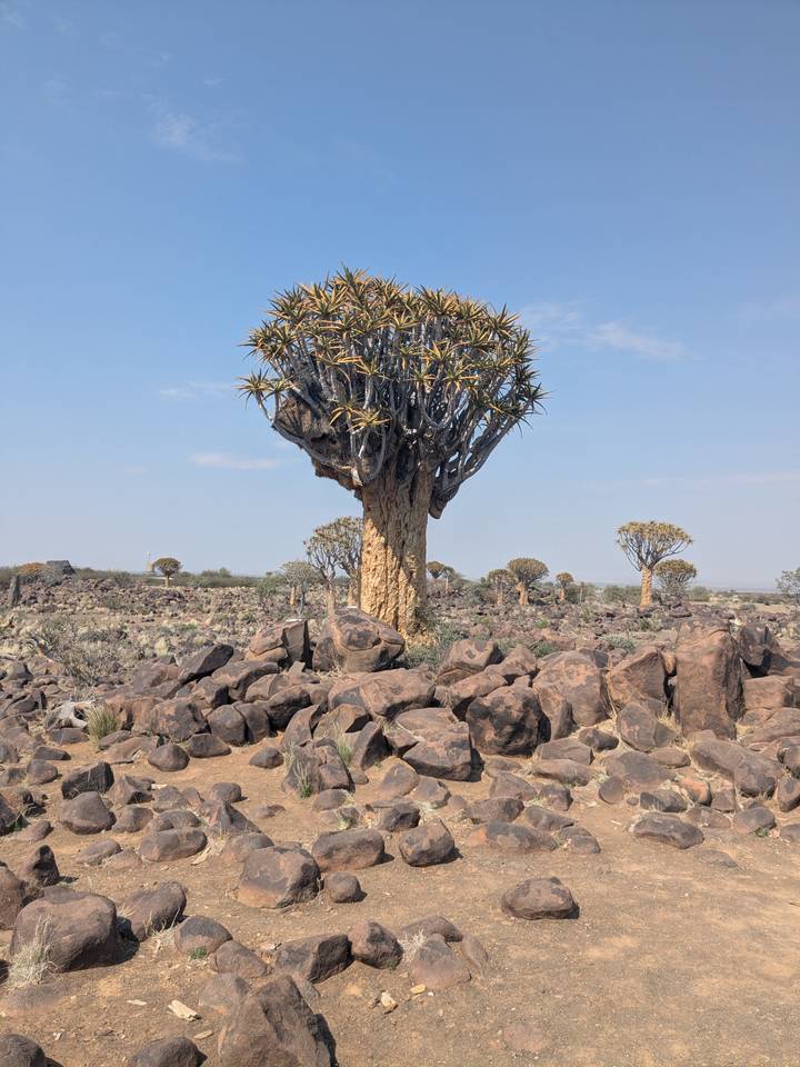Quiver tree rises above a rocky field in the Namibian desert under a pale blue sky.