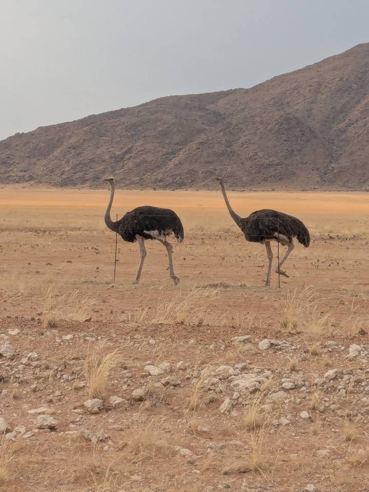 Pair of ostriches walking across a dry grass plain with distant hills.