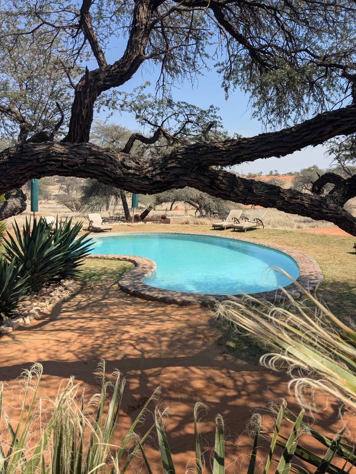 Secluded turquoise swimming pool shaded by a gnarled acacia tree at a desert lodge.