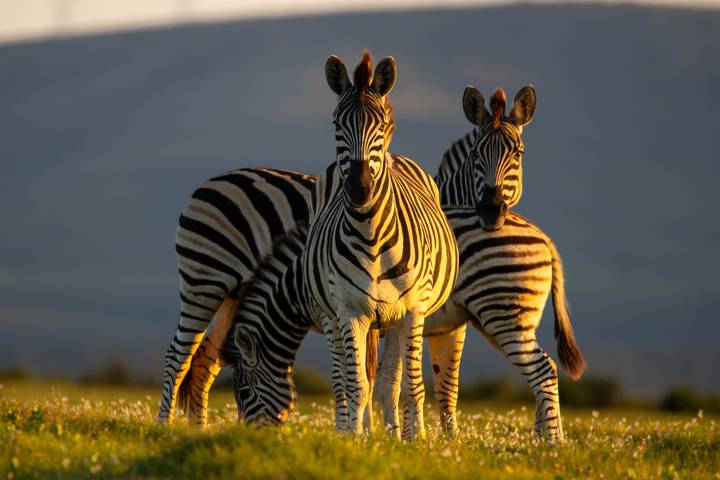 Three zebras in golden light stand alert in a grassy field with dark hills behind.