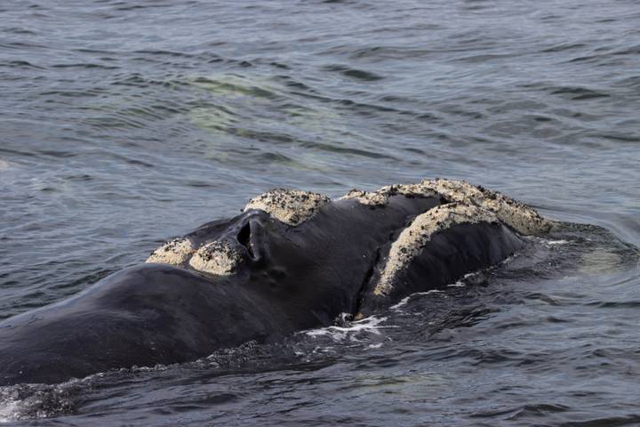 Right whale surfaces showing callosities and water ripples in a coastal bay.