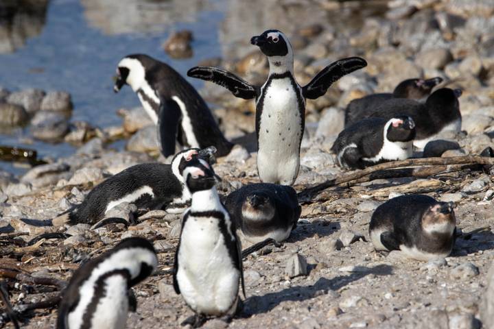 Group of penguins rest and preen on a stony shoreline beside calm water.
