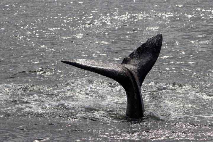 Whale tail splashes as it dives beneath shimmering sea water.