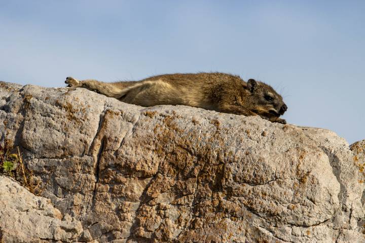 Rock hyrax lounges flat on a sun-warmed boulder against a clear sky.
