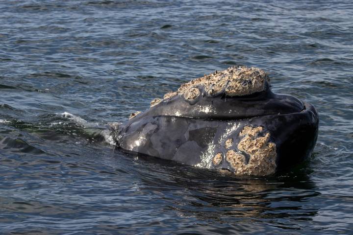 A southern right whale’s barnacle-covered head surfaces through dark ocean water.