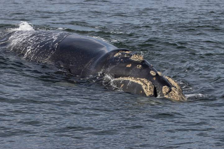 A large whale glides partly submerged in choppy seawater, barnacles visible on its head.