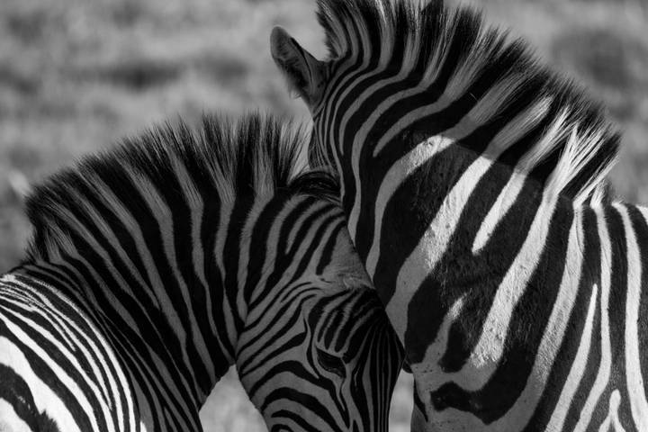 Artistic black-and-white close-up of two zebras affectionately nuzzling necks.