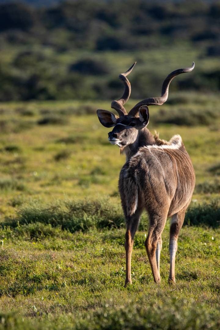 A young kudu turns back toward the camera, highlighted against green savanna.
