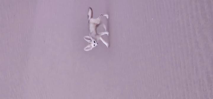 Blurry shot of a small fennec fox trotting across rippled desert sand.