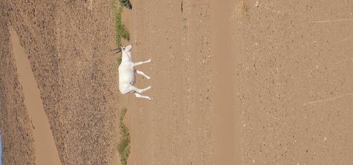 A solitary white addax antelope walks across barren desert plain near rocky hills.