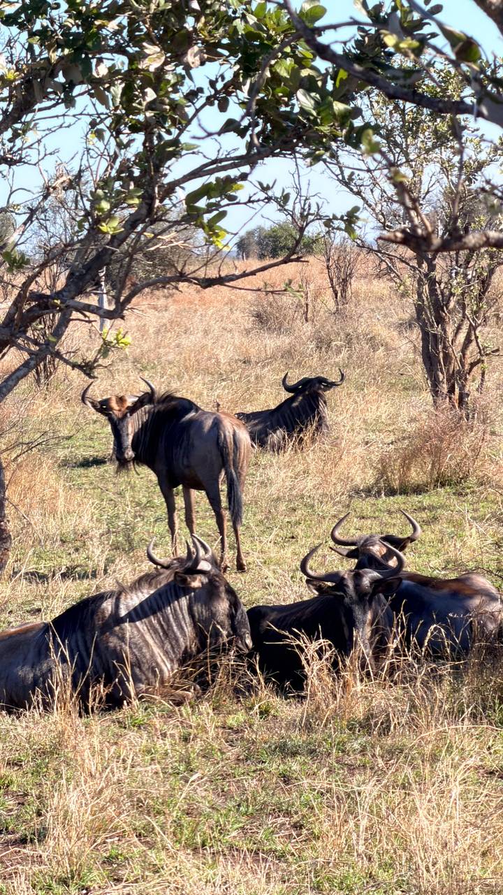 Group of wildebeest grazing and resting in a dry grassy plain.