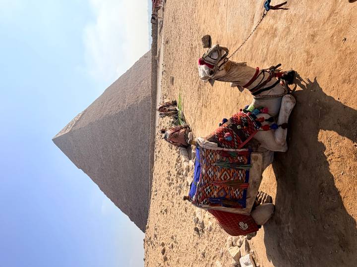 Decorated camels rest on sandy ground with a large pyramid rising prominently behind them.