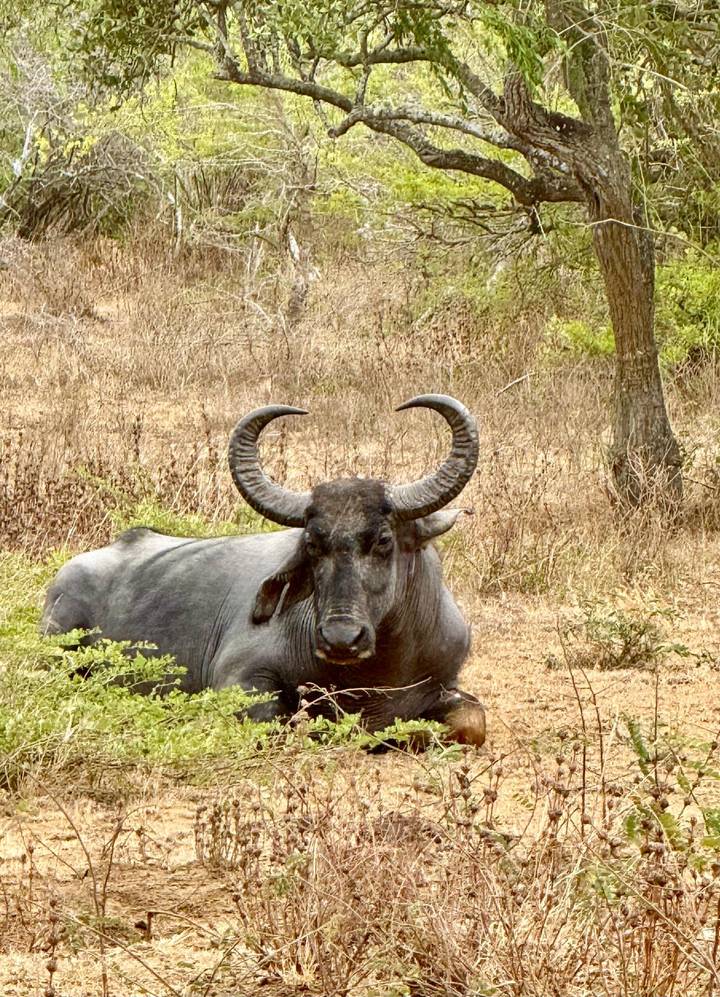 A lone water buffalo with long curved horns rests on dry grassland amid sparse trees.
