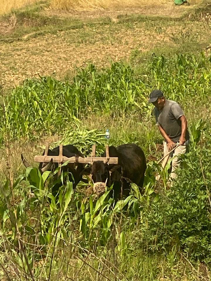 Farmer guiding two oxen to plough a green terraced field.