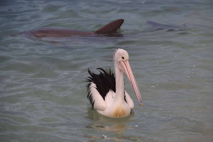 Close-up of an Australian pelican floating on shallow clear water while a dolphin swims beneath the surface behind.