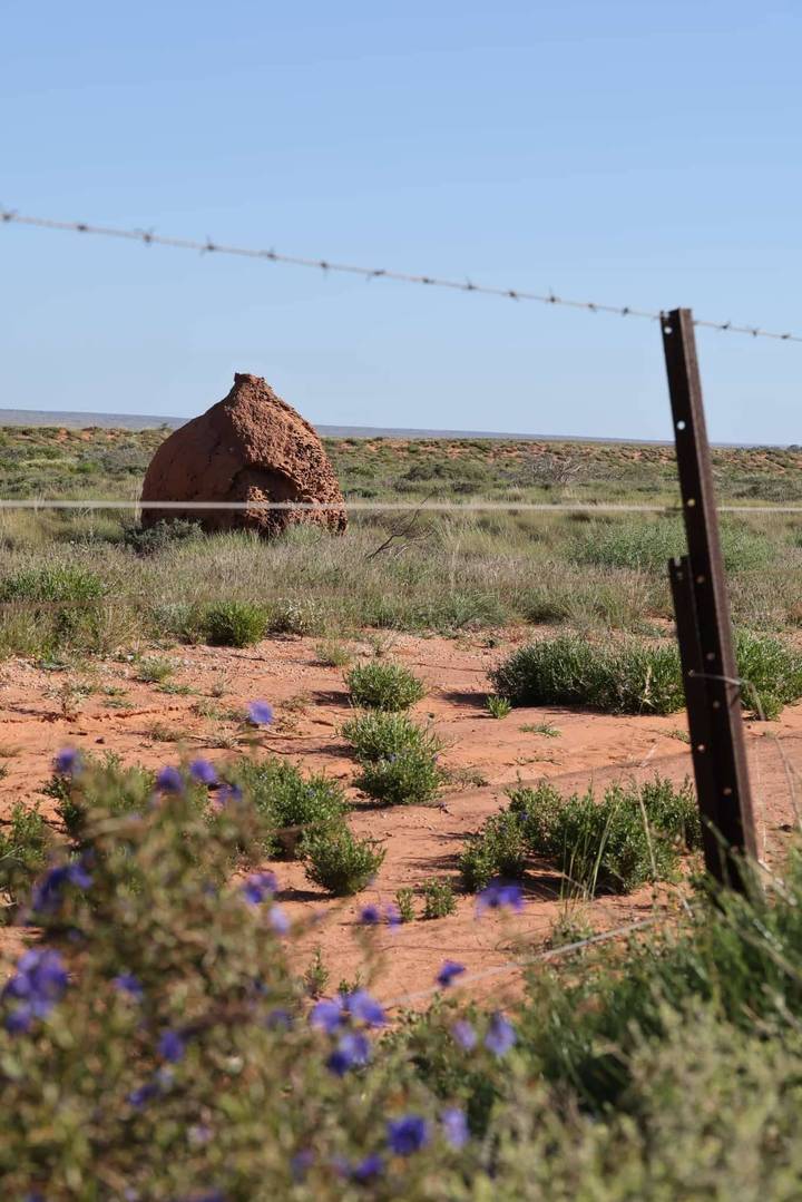 Tall conical termite mound rises from red sandy grassland behind a wire fence in the outback.