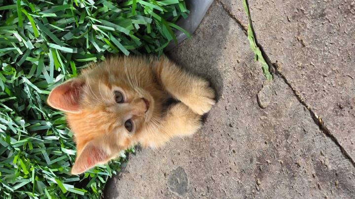 A small ginger kitten resting on stone pavement beside artificial green turf.