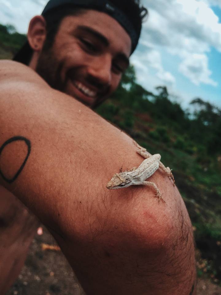 Close-up of a small lizard resting on a person's arm.