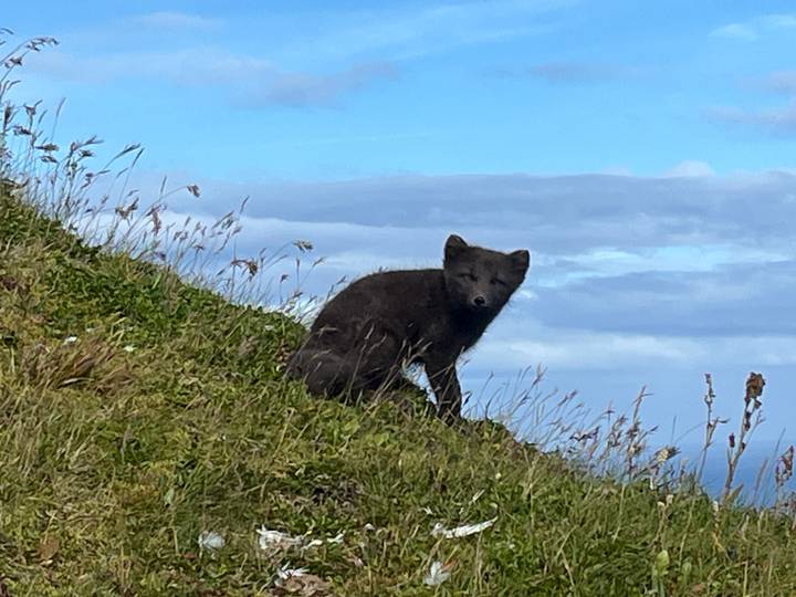 Dark-fur arctic fox sitting in grass on a windswept coastal slope under a blue sky.