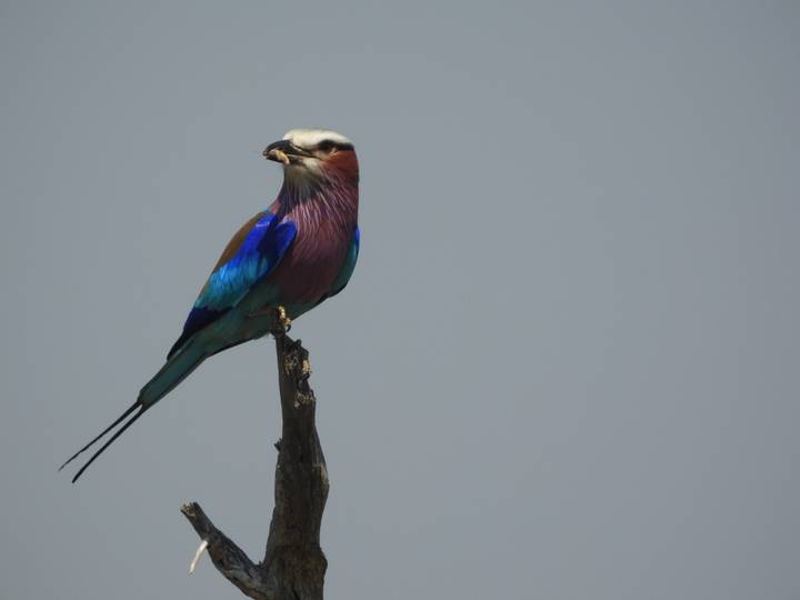 A vivid lilac-breasted roller perched on a bare branch against a plain sky.