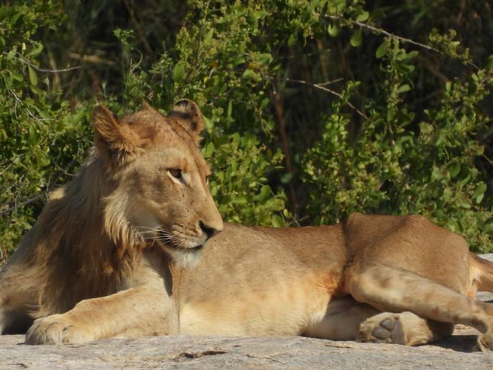 Lioness rests on sandy ground with green shrubs in the background.